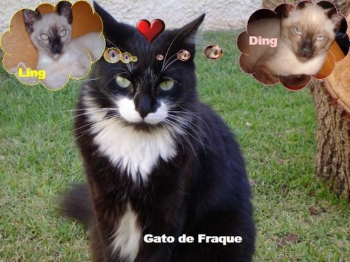 Gato de Fraque