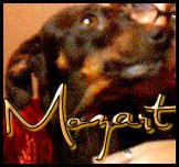 Mozart, cão de estimação da Poetisa