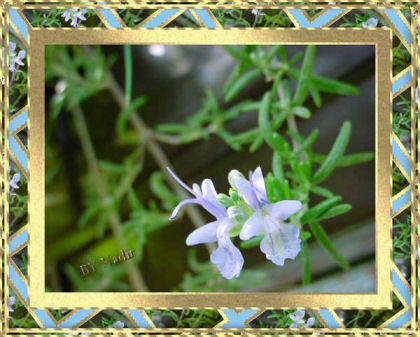 Flor de Alecrim