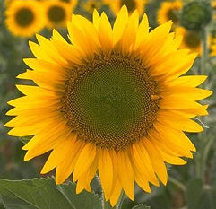 Girassol, flor preferida da Poetisa Rosimeire Leal da Motta